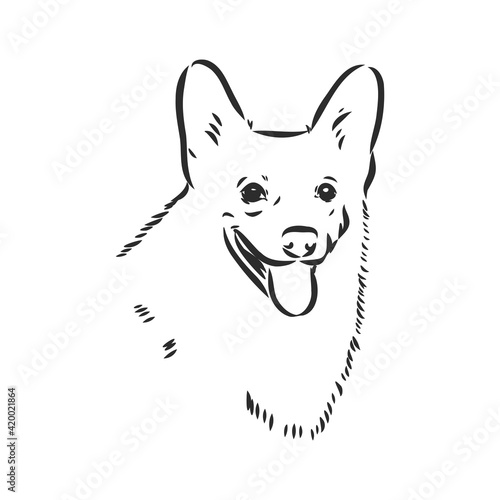 Vector portrait of welsh corgi pembroke. Hand drawn domestic dog illustration. Vector illustration for decoration, design logotype, leaflet, catalog, pet shops, veterinary clinics