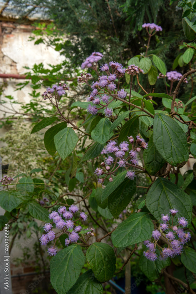 Beautiful purple torch bartlettina sordida(Eupatorium) flower in full bloom.