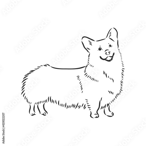 Vector portrait of welsh corgi pembroke. Hand drawn domestic dog illustration. Vector illustration for decoration, design logotype, leaflet, catalog, pet shops, veterinary clinics