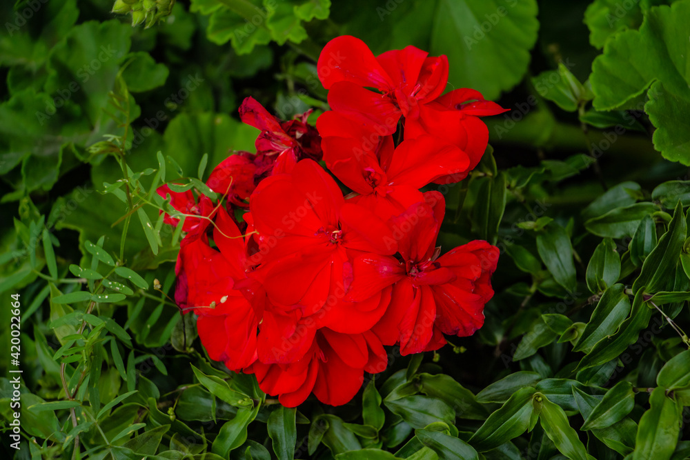 beautiful red, scarlet, pink geranium flowers in the meadow, floral background of delicate flowers beautiful red, scarlet, pink geranium flowers in the meadow, floral background of delicate flowers