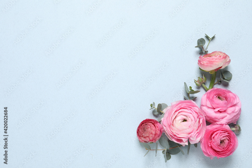 Beautiful ranunculus flowers on light blue background, flat lay. Space for text Beautiful ranunculus flowers on light blue background, flat lay. Space for text