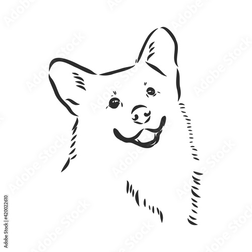 Vector portrait of welsh corgi pembroke. Hand drawn domestic dog illustration. Vector illustration for decoration, design logotype, leaflet, catalog, pet shops, veterinary clinics