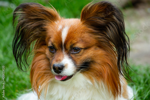 beautiful dog of breed papillon, color - red-brown-white, portrait