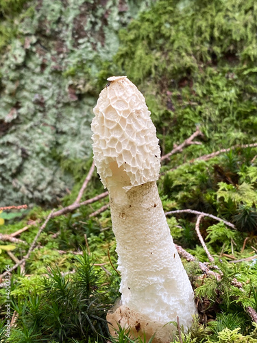 White strange mushroom in the German forest