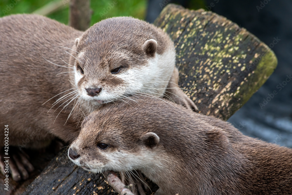 Asian Short Clawed Otter (Amblonyx cinerea) feeding at a river an animal which is now an endangered species, stock photo image Asian Short Clawed Otter (Amblonyx cinerea) feeding at a river an animal which is now an endangered species, stock photo image