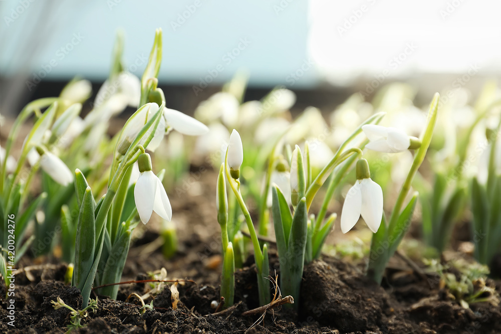 Beautiful snowdrops growing outdoors. Early spring flowers - obrazy, fototapety, plakaty 