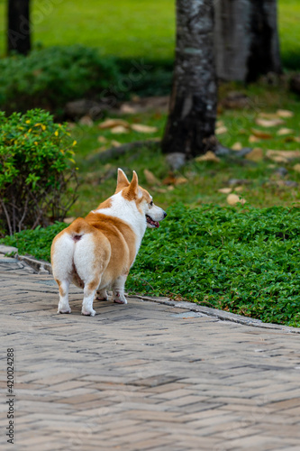 Vertical photo of Welsh Corgi dog with fat butt and trimmed fur