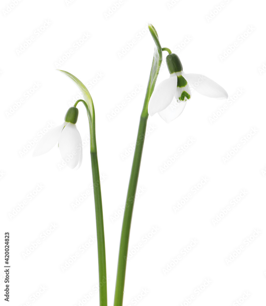 Beautiful snowdrops on white background. Spring flowers Beautiful snowdrops on white background. Spring flowers
