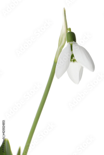 Beautiful snowdrop isolated on white. Spring flower