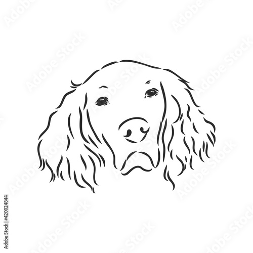Dog Hand Drawn. English setter. Vector illustration isolated