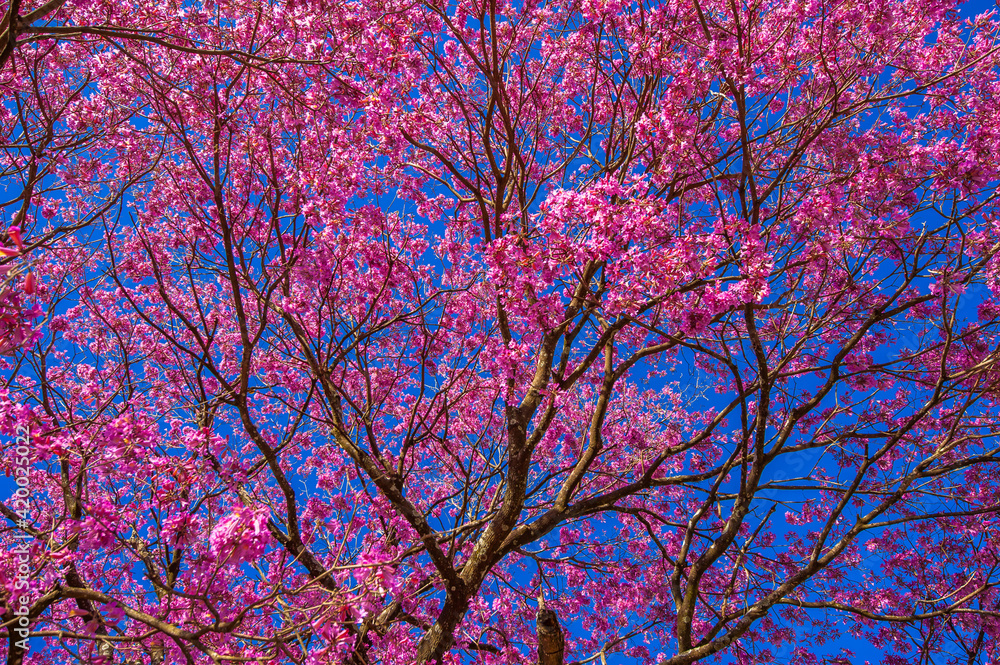 pink trumpet tree (Handroanthus impetiginosus)
pink trumpet tree (Handroanthus impetiginosus)