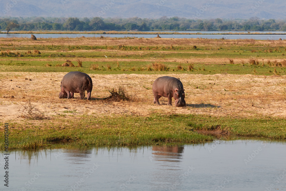 Two hippo's eating grass at the riverbank Two hippo's eating grass at the riverbank