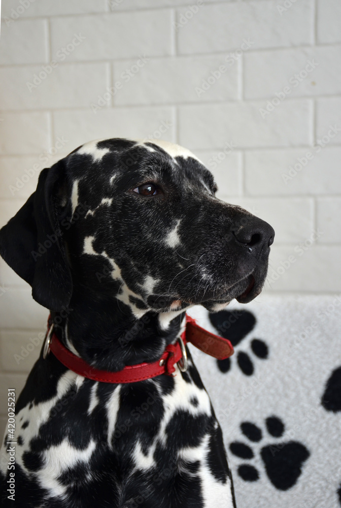 Dalmatian dog with a red collar.