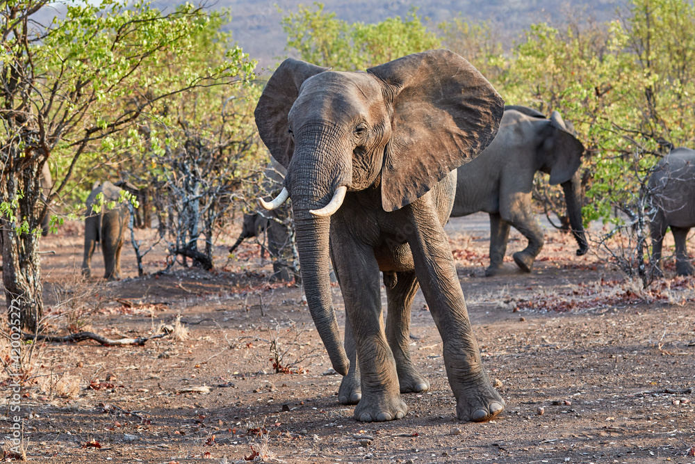 Obraz premium An African elephant in Kruger