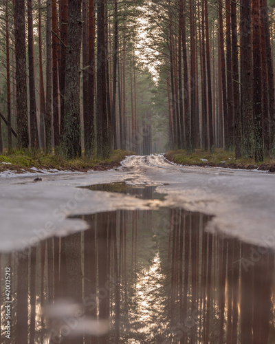 in the pine forest the road is covered with ice