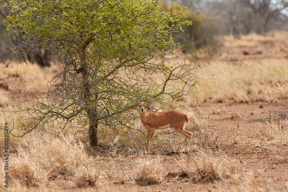 Steenbok near a tree in Kruger Steenbok near a tree in Kruger