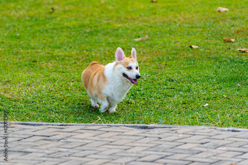 Happy Welsh Corgi dog playing on grass lawn © Quang