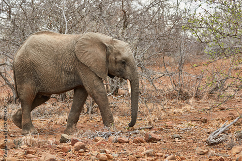 An African elephant in Kruger