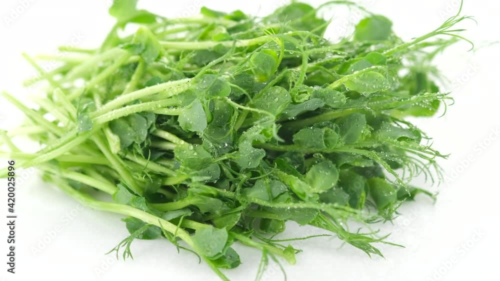 micro greens. fresh micro greens pea isolated on white background, rotation. Healthy food concept micro greens. fresh micro greens pea isolated on white background, rotation. Healthy food concept