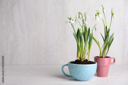 Fototapeta Naklejka Na Ścianę i Meble -  Beautiful snowdrops planted in cups on white wooden table. Space for text
