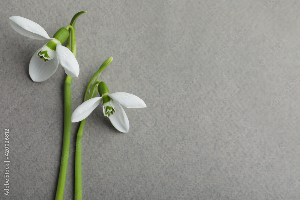 Fototapeta premium Beautiful snowdrops on grey background, flat lay. Space for text