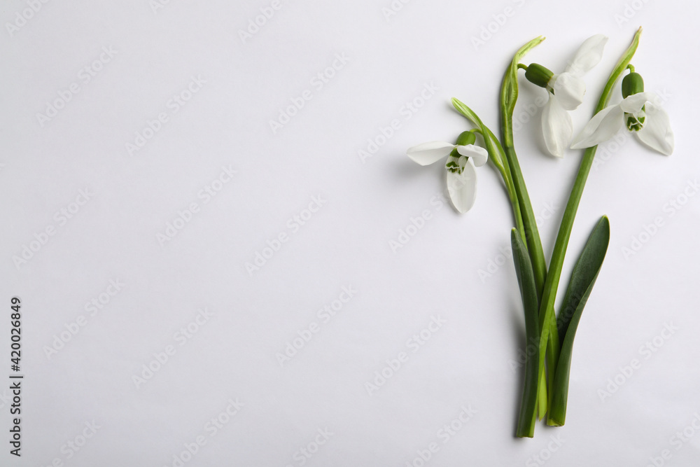Beautiful snowdrops on light background, flat lay. Space for text