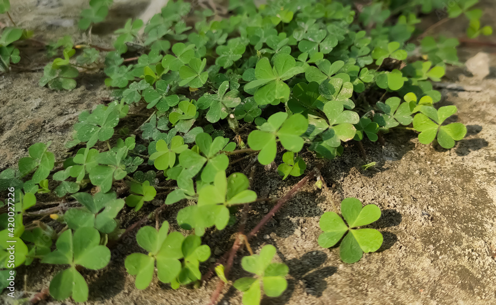 plants in a vegetable garden plants in a vegetable garden