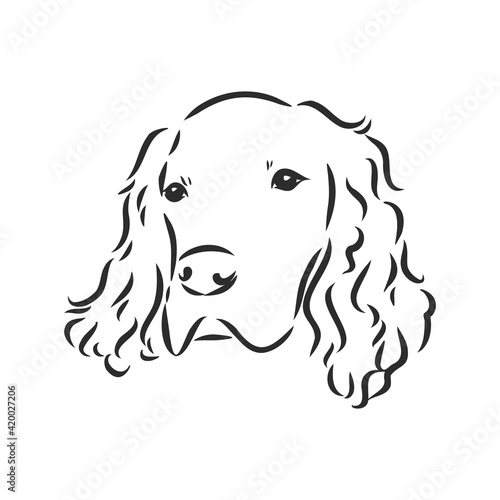 Dog Hand Drawn. English setter. Vector illustration isolated © Elala 9161