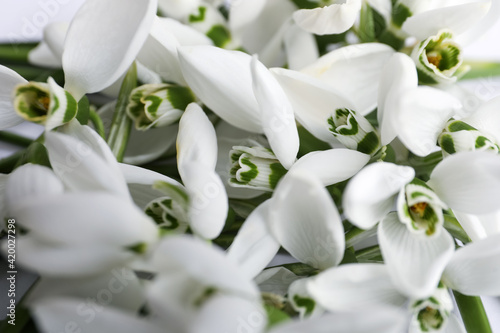 Beautiful spring snowdrops as background  closeup view
