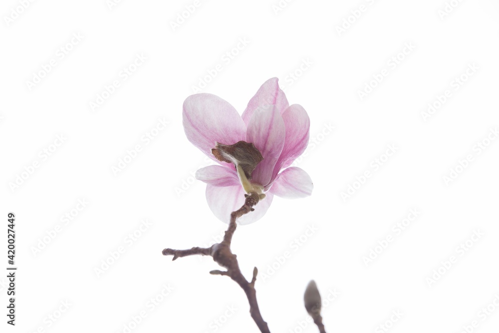 Naklejka premium The beautiful Danish Easter decoration
