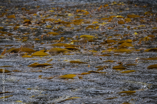 Seaweeds on the water in one of the small islands in Cabo de Hornos (Cape Horn) in Tierra del Fuego archipelago, Chile
