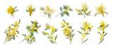 Set with bright yellow mimosa flowers on white background. Banner design