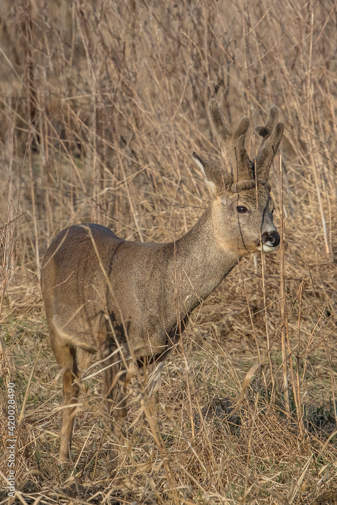 Fototapeta premium rehbock