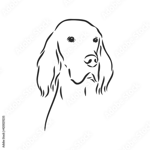 Dog Hand Drawn. English setter. Vector illustration isolated