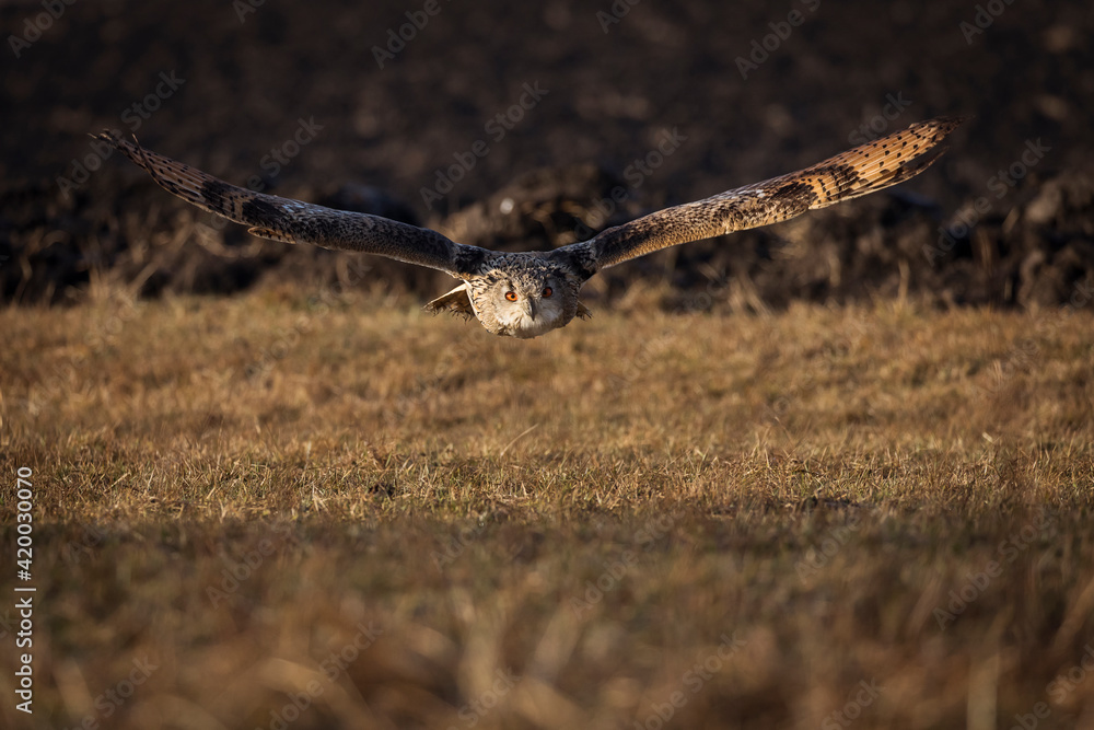 Beautiful bird siberian owl flying with dark background Beautiful bird siberian owl flying with dark background