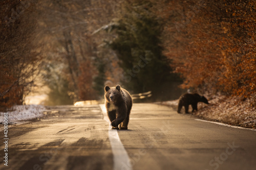 Brown bear on the road in the forest between winter and autumn season