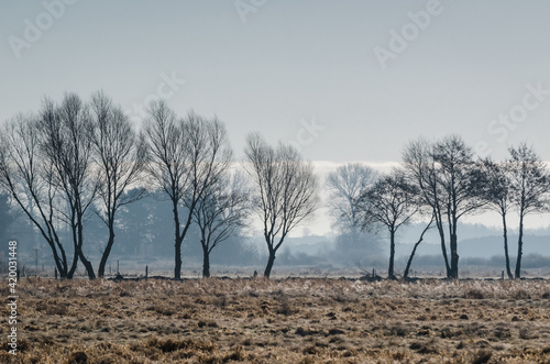 PLANET EARTH - Trees in the peat plain