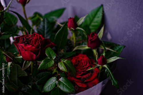 A blossoming bud of a red rose on a gray background. Flowers in pots. Small depth of field.