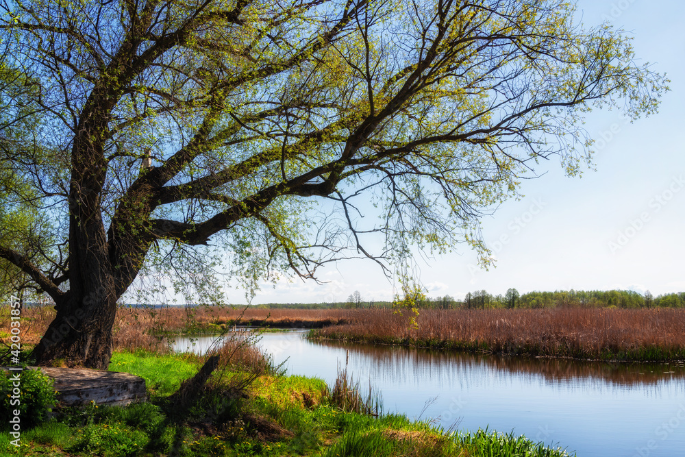 Wiosna nad Narwią, Narwiański Park Narodowy, Podlasie, Polska Wiosna nad Narwią, Narwiański Park Narodowy, Podlasie, Polska