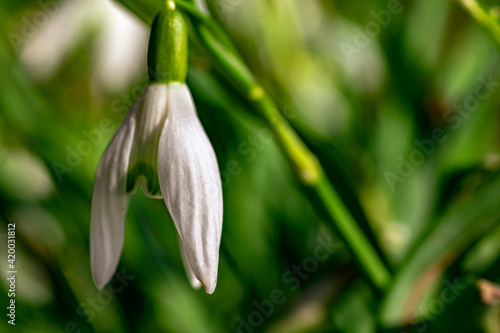 Snowdrops flowers in sunny garden . Early spring flowers. blurry background.