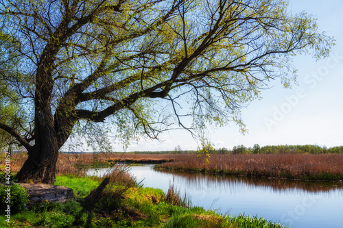 Obraz na płótnie Wiosna nad Narwią, Narwiański Park Narodowy, Podlasie, Polska w salonie