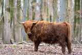 Schotse hooglander - koe - Amsterdamse bos