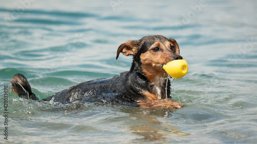 cute dachshund terrier type mixed breed dog swimming with a yellow ball in shallow water in a lake