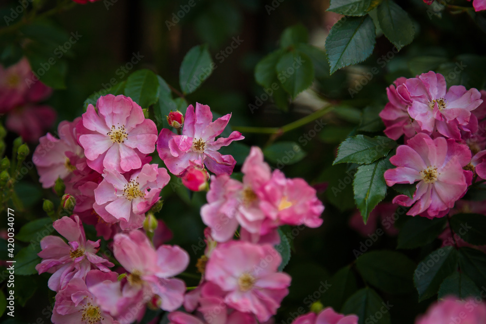 Beautiful pink rose hip or dog rose flowers on green spring bush.