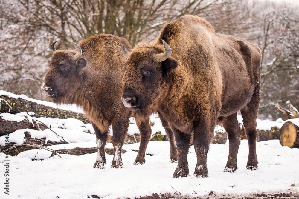 Bisons in forest during winter time with snow. Wilde life Bisons in forest during winter time with snow. Wilde life