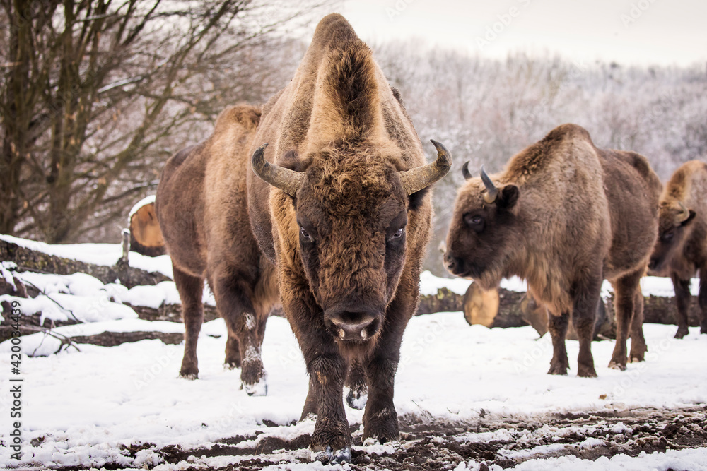 Bisons in forest during winter time with snow. Wilde life Bisons in forest during winter time with snow. Wilde life