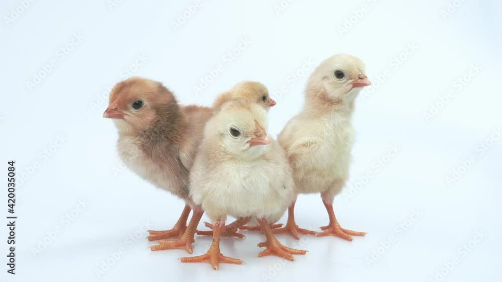 Close-up of chicks on a white background. Close-up of chicks on a white background.