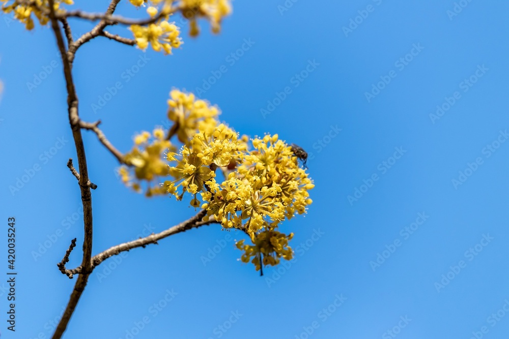 Flowering twigs of dogwood (lat.Córnus mas) in early spring, yellow inflorescences against the blue sky Flowering twigs of dogwood (lat.Córnus mas) in early spring, yellow inflorescences against the blue sky
