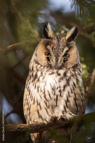 Owl in a fir during winter time