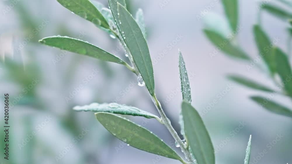 雨 雨